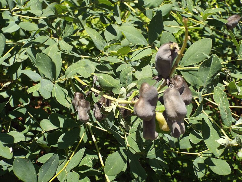 False Indigo