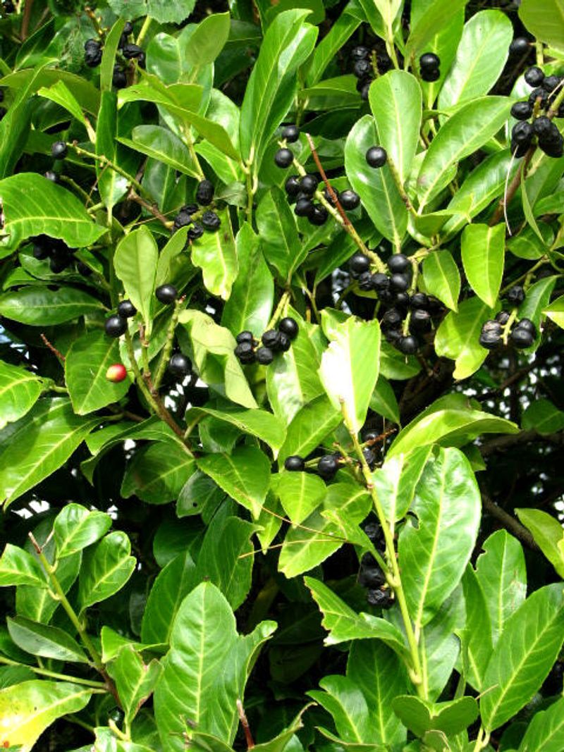 Inkberry Holly