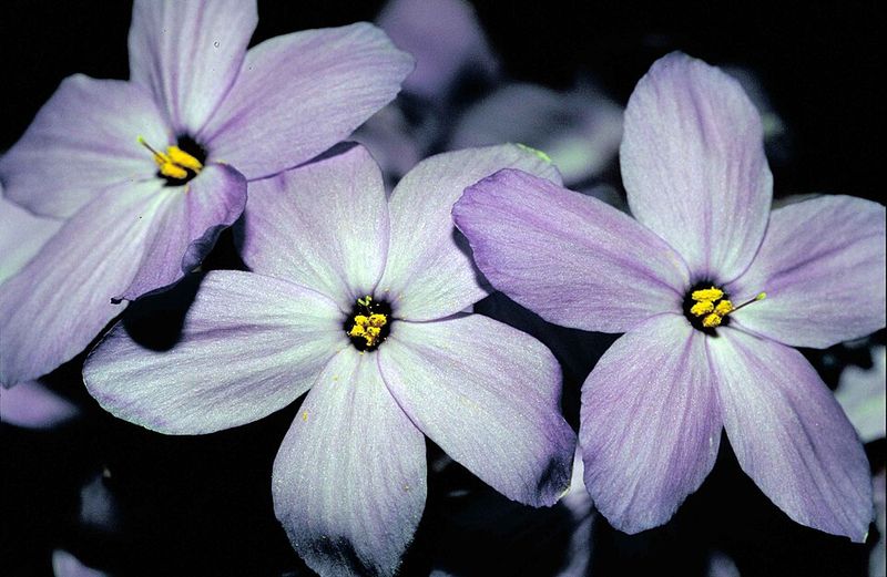 Creeping Phlox