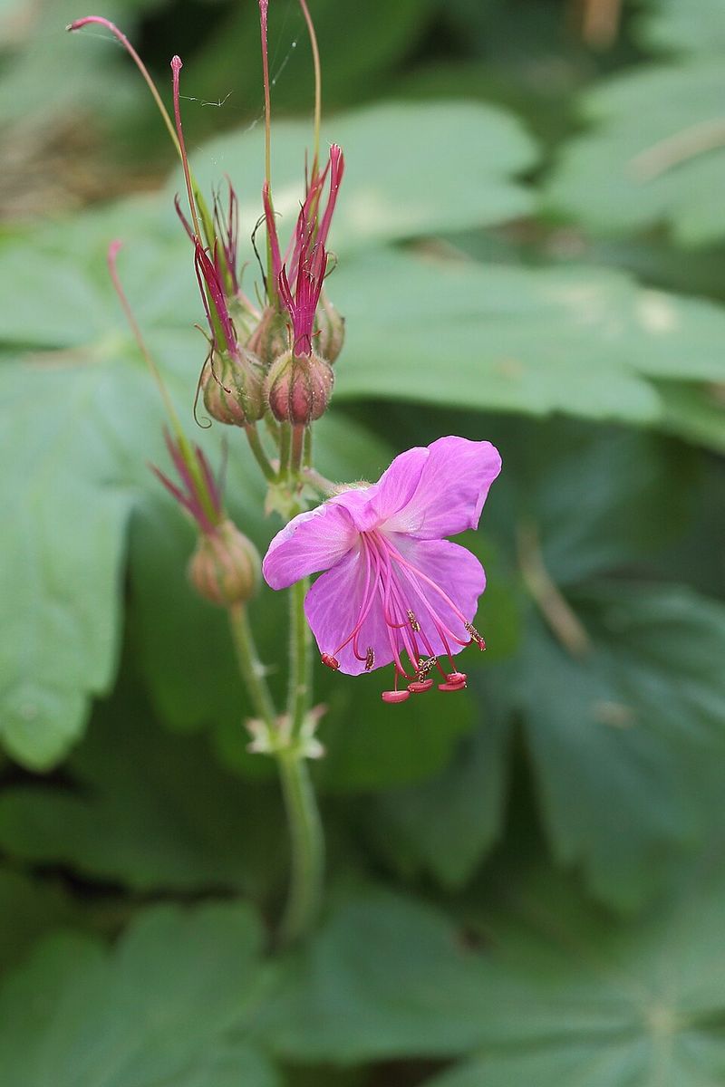 Hardy Geranium