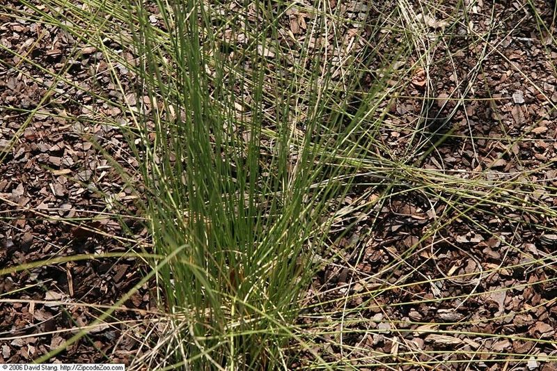 Muhly Grass