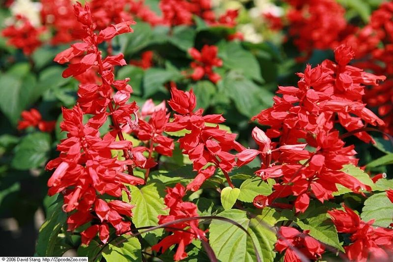Red Salvia