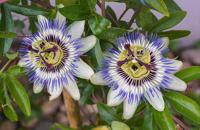 Passionflower