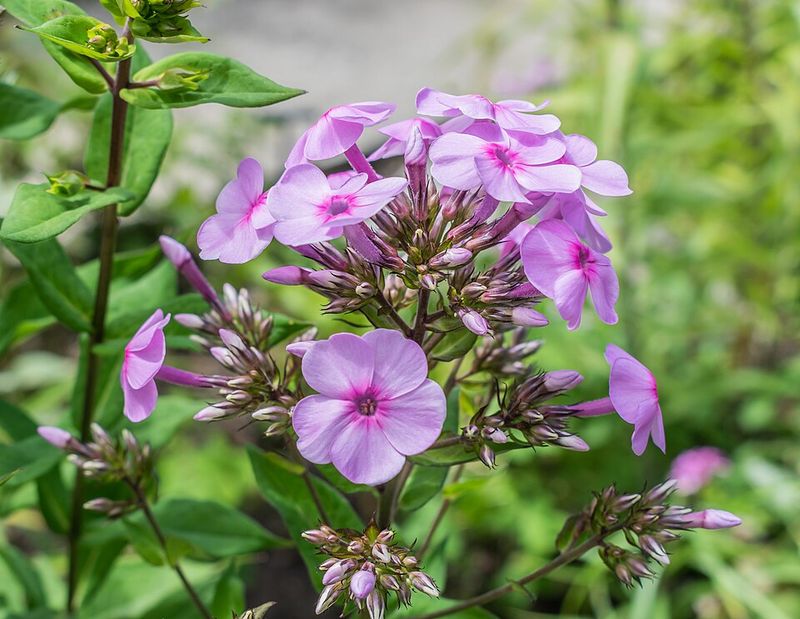 Garden Phlox