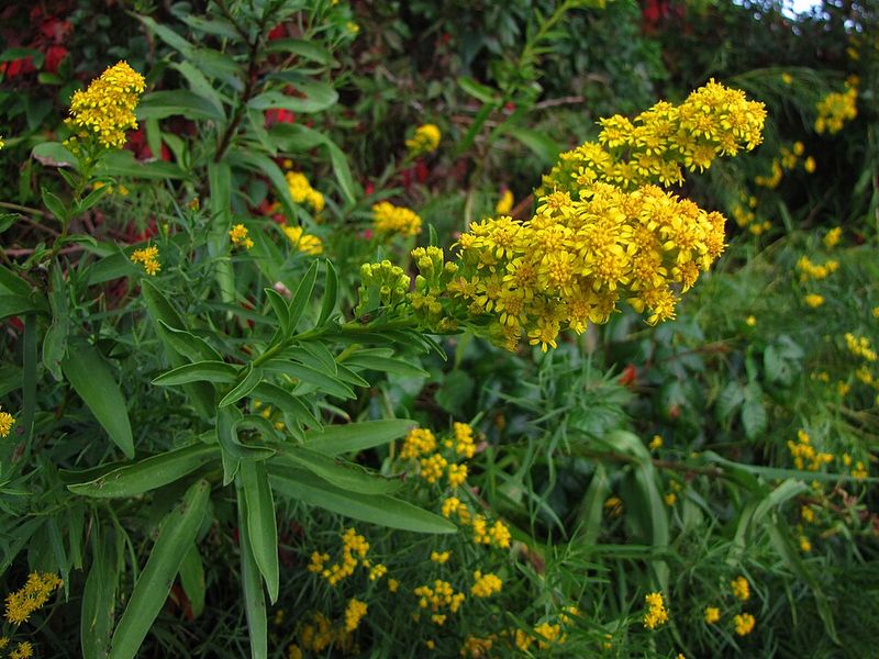Seaside Goldenrod