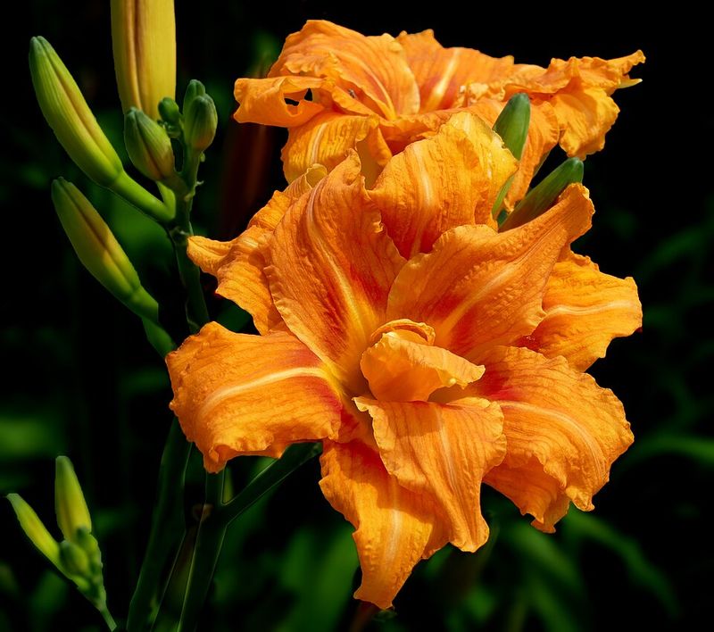 Daylily