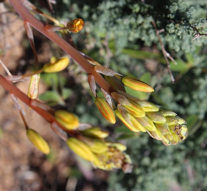 Bulbine