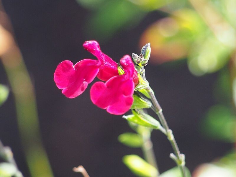 Salvia
