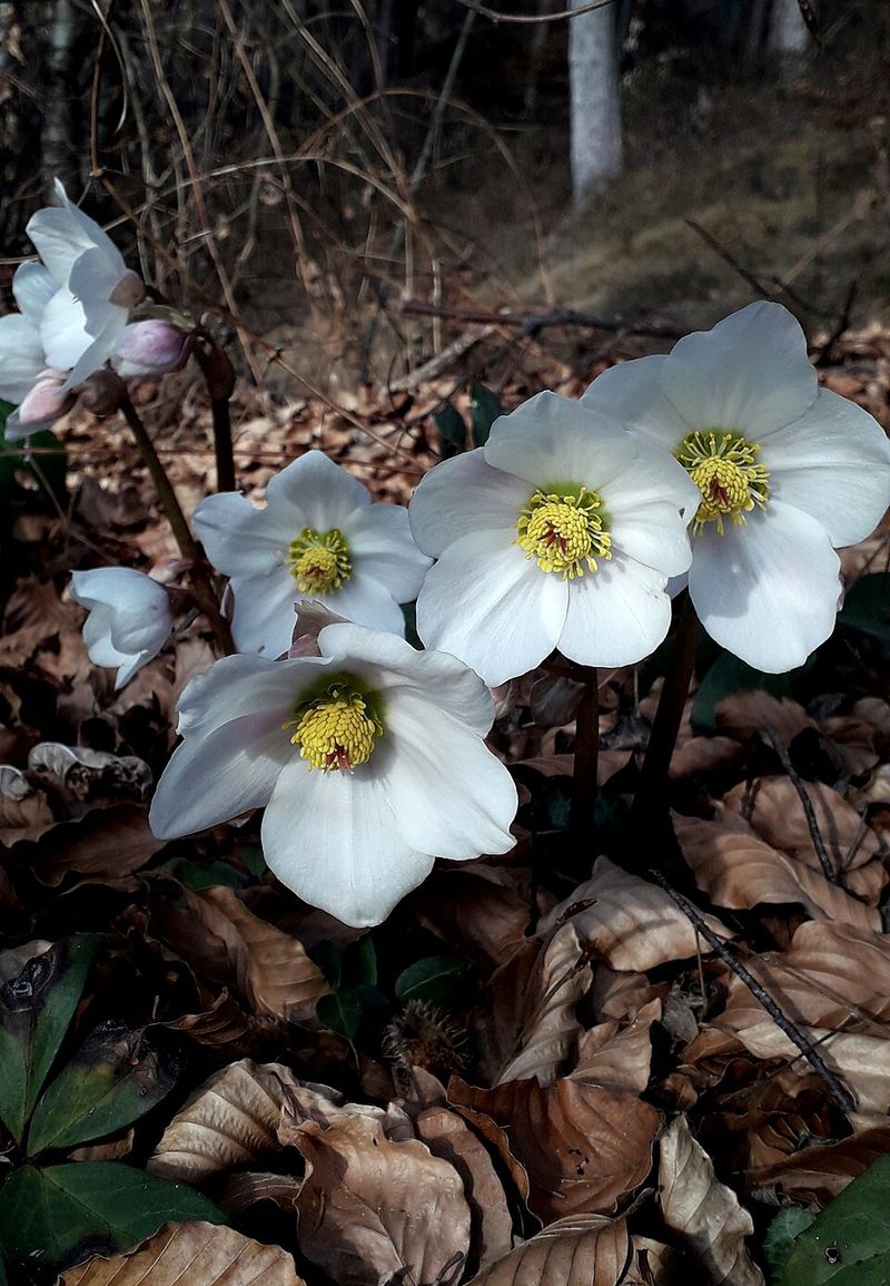 Hellebore