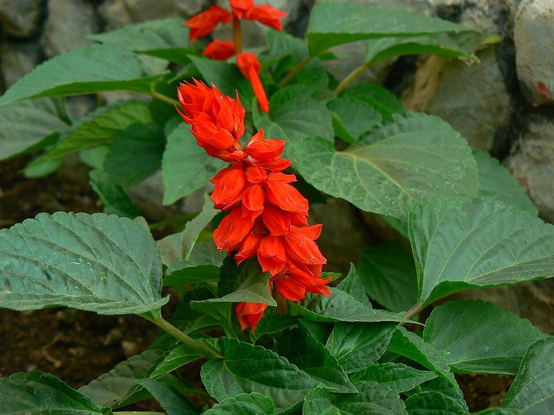 Salvia