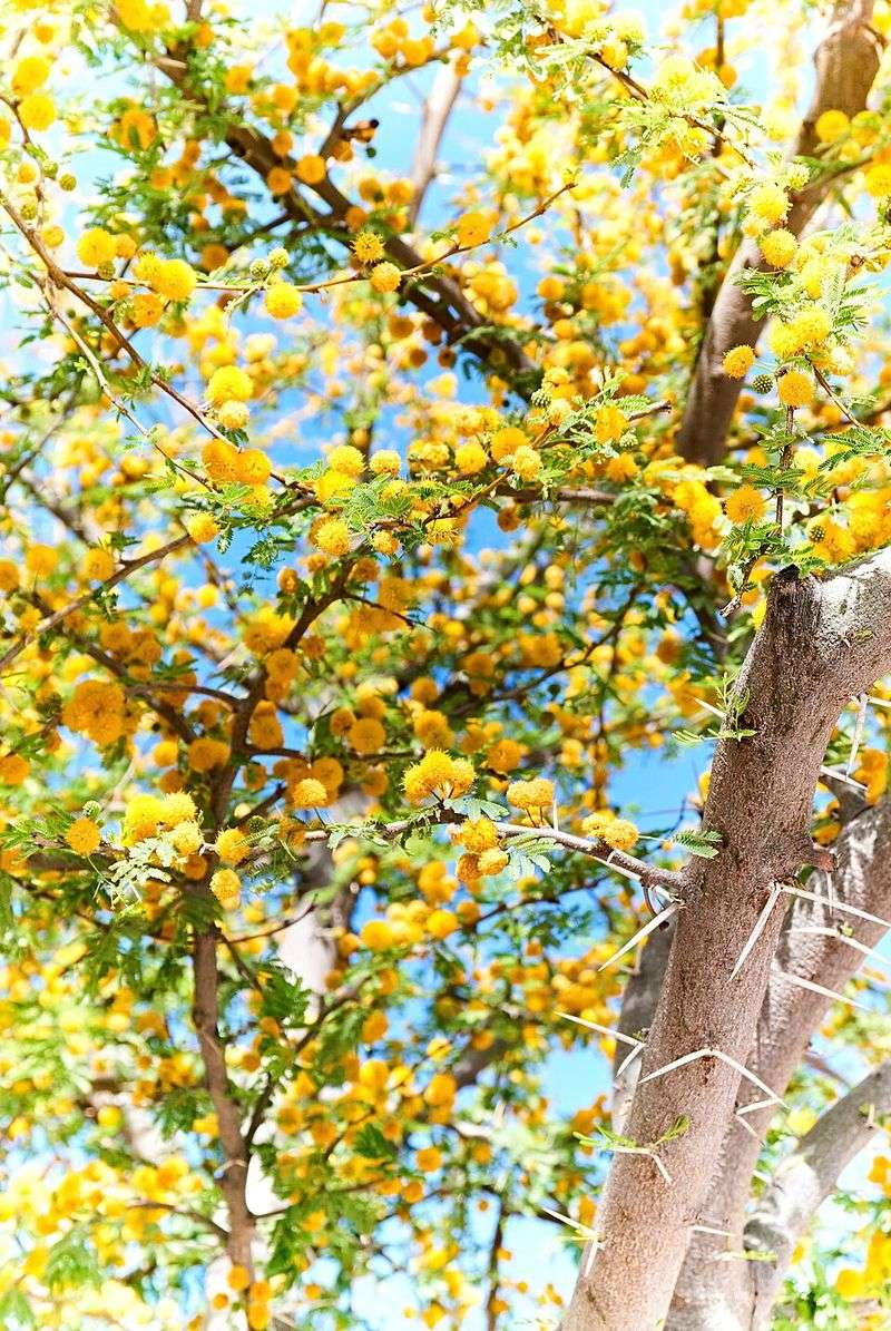 Goldenball Leadtree