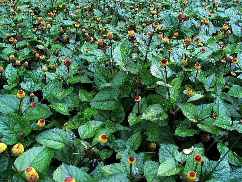 Replace Thin Lawn Areas With Groundcovers