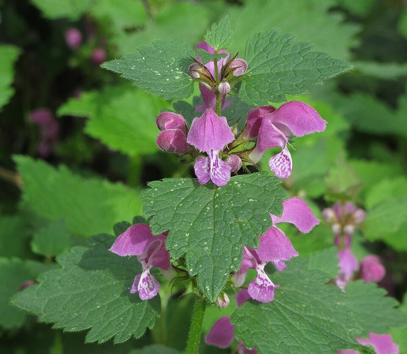 Spotted Dead Nettle