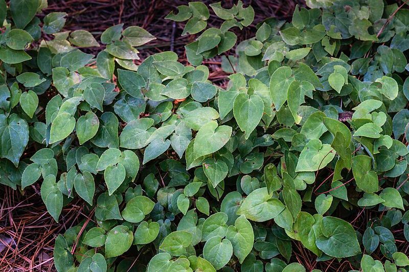 Barrenwort