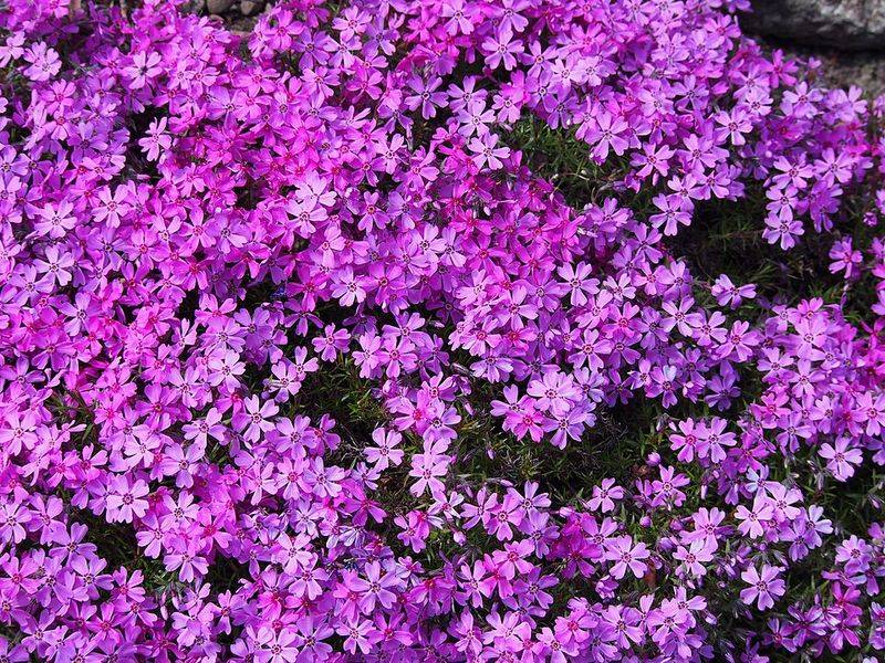 Moss Phlox