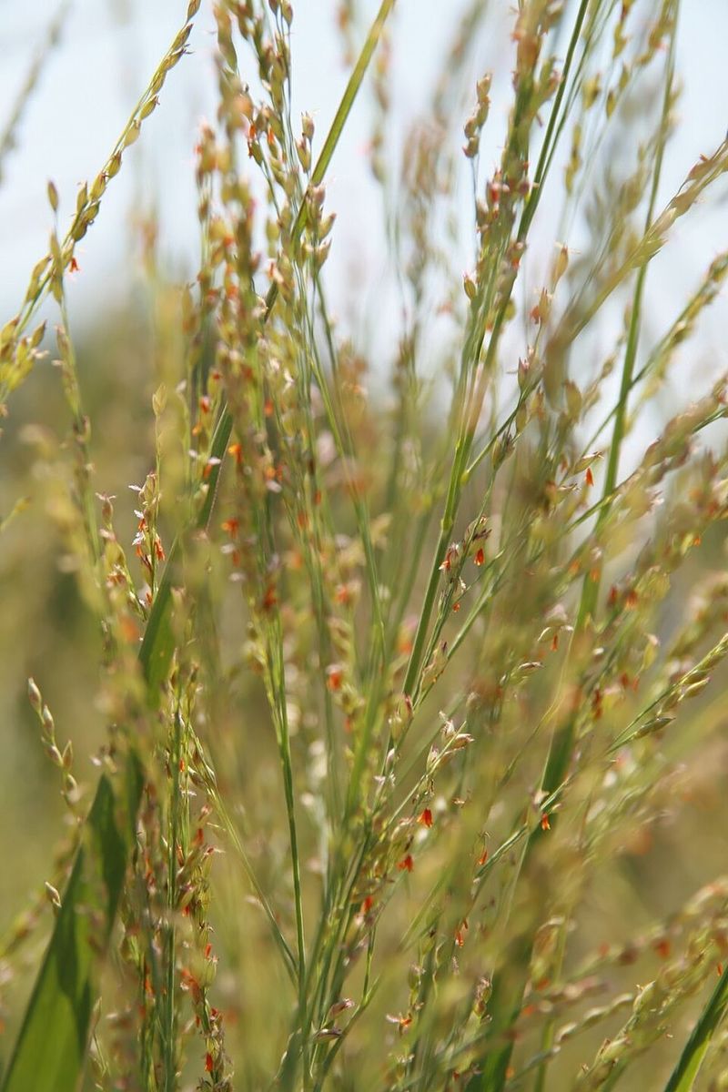 Switchgrass