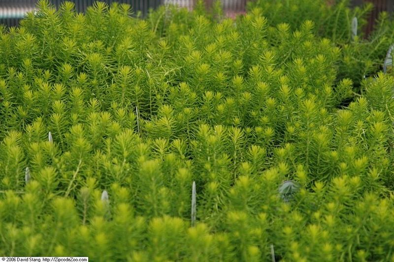 Sedum 'Angelina'