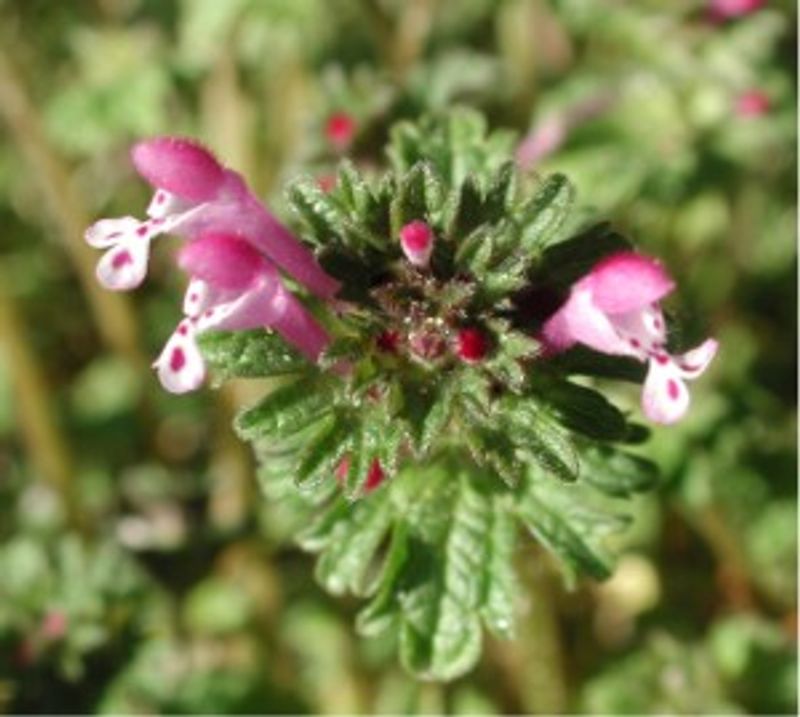 Lamium