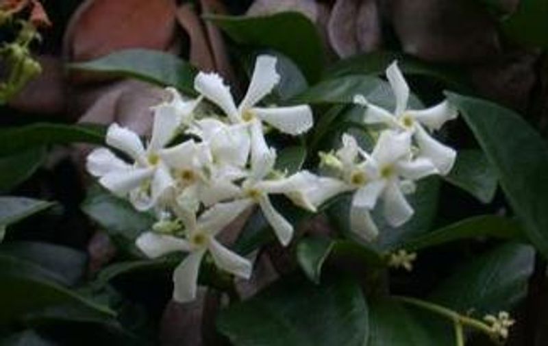 Confederate Jasmine
