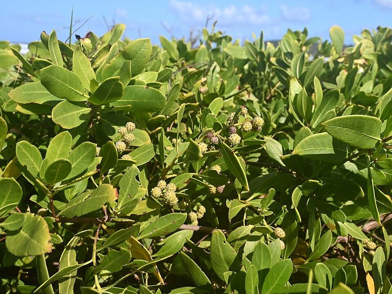 Silver Buttonwood