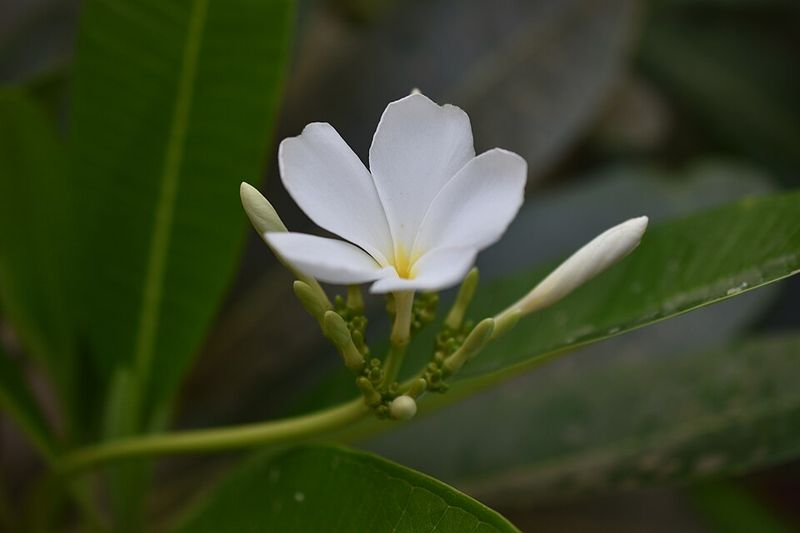 Plumeria