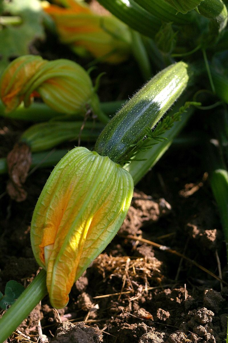 Zucchini