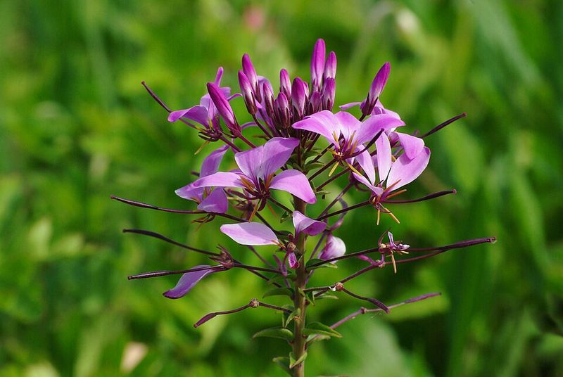 Cleome