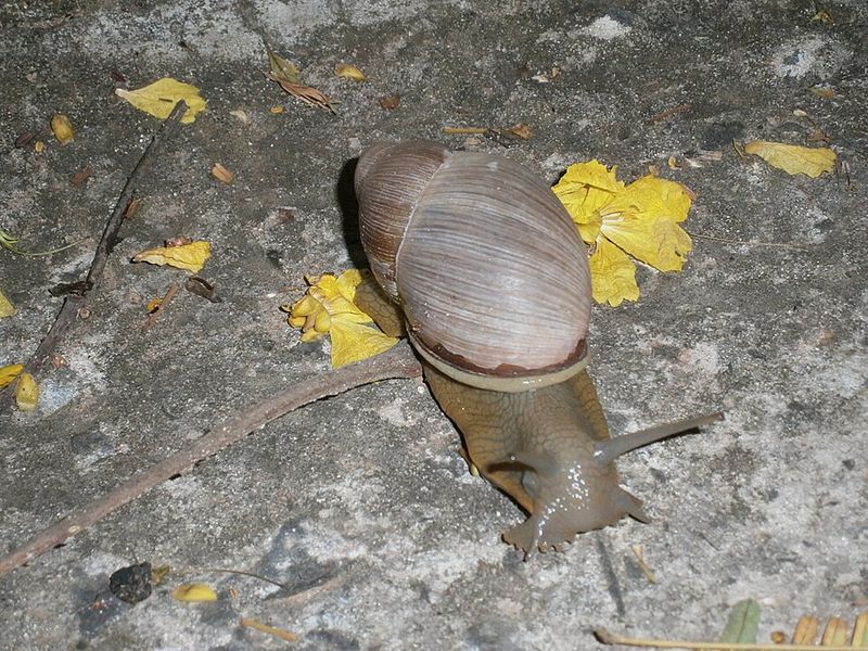Snails and Slugs