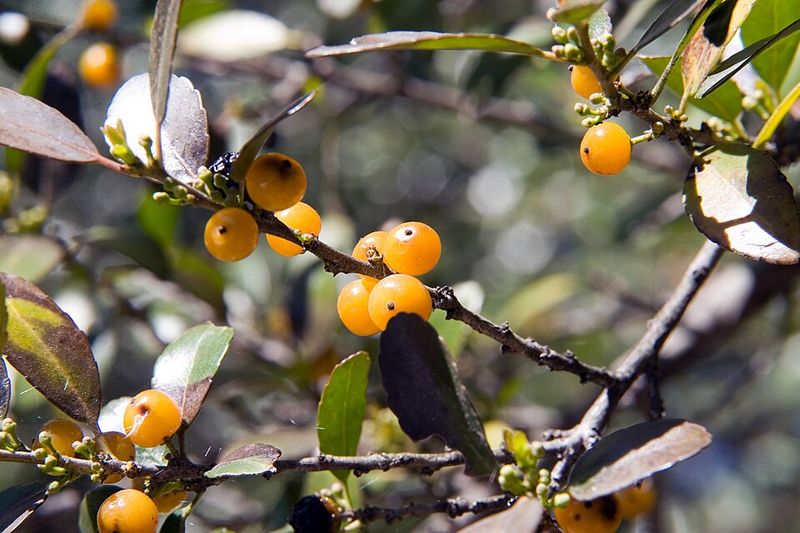 Yaupon Holly