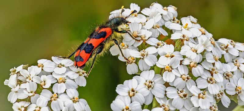 Yarrow