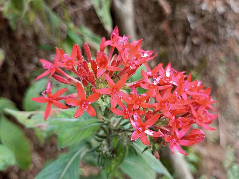 Pentas