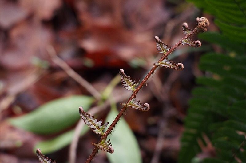 Autumn Fern