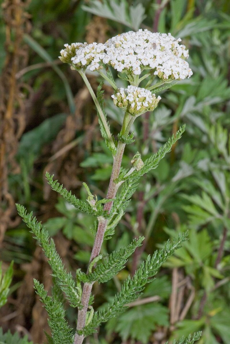 Yarrow