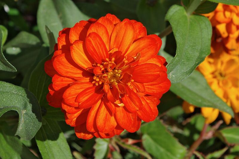 Zinnia