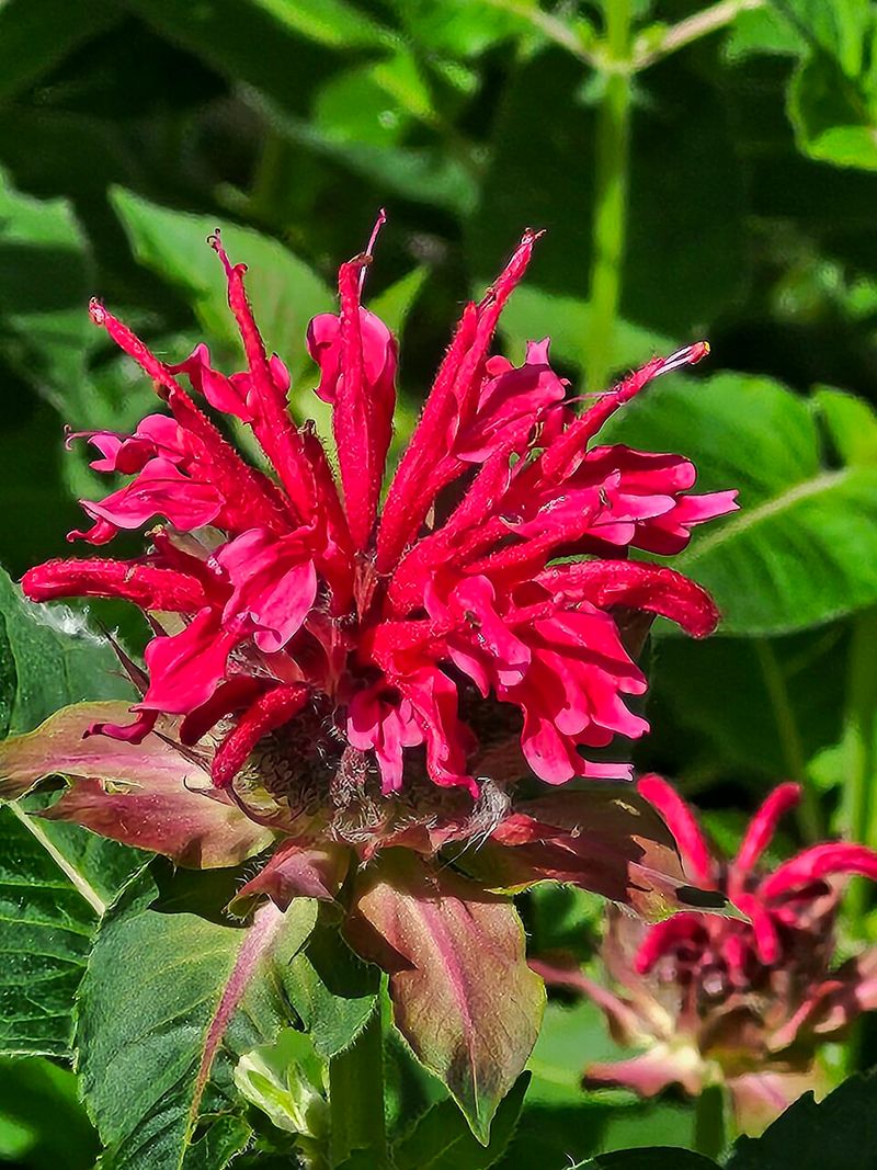 Bee Balm