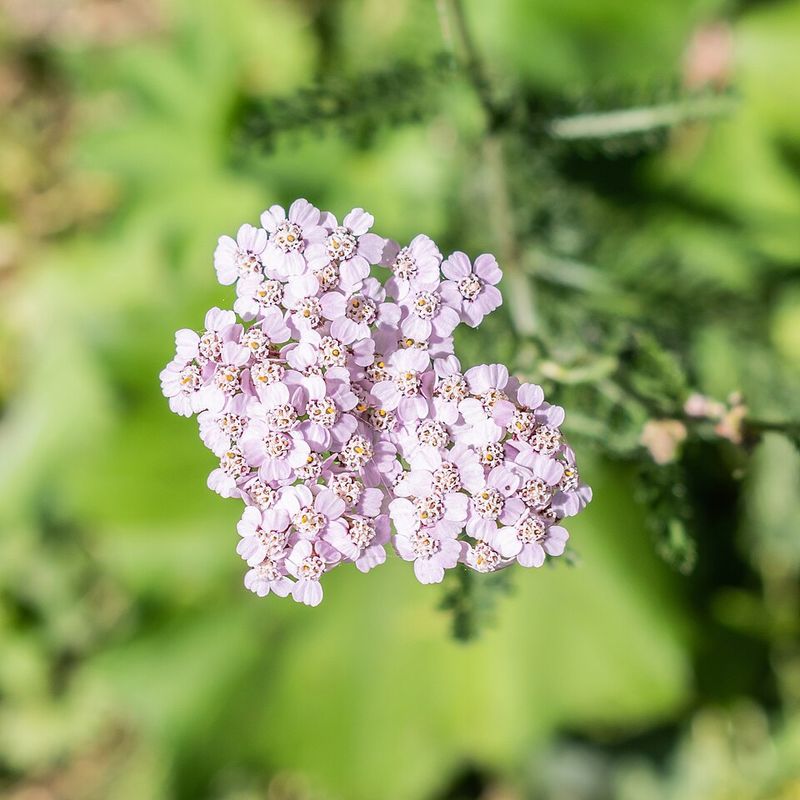 Yarrow