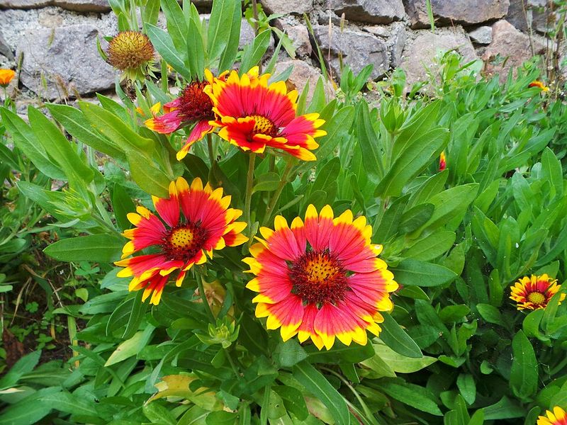 Blanket Flower