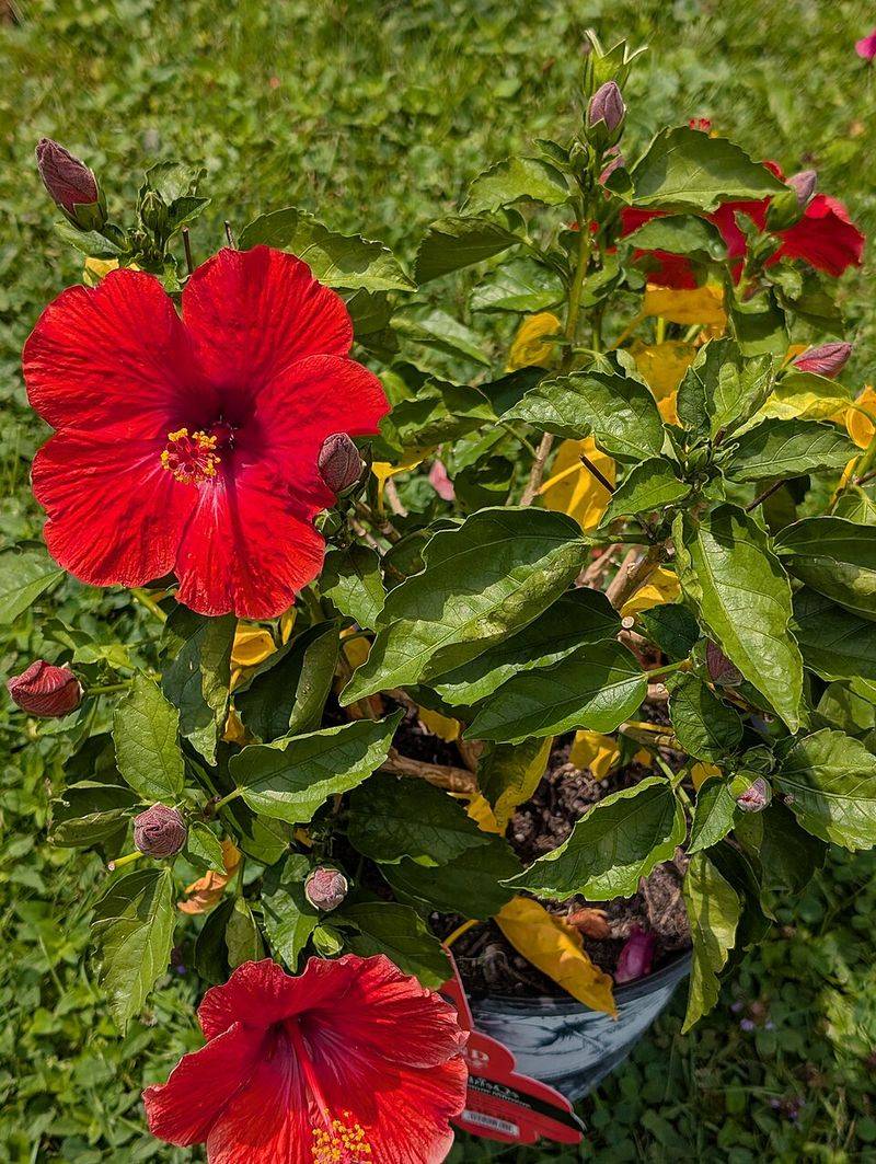 Hardy Hibiscus