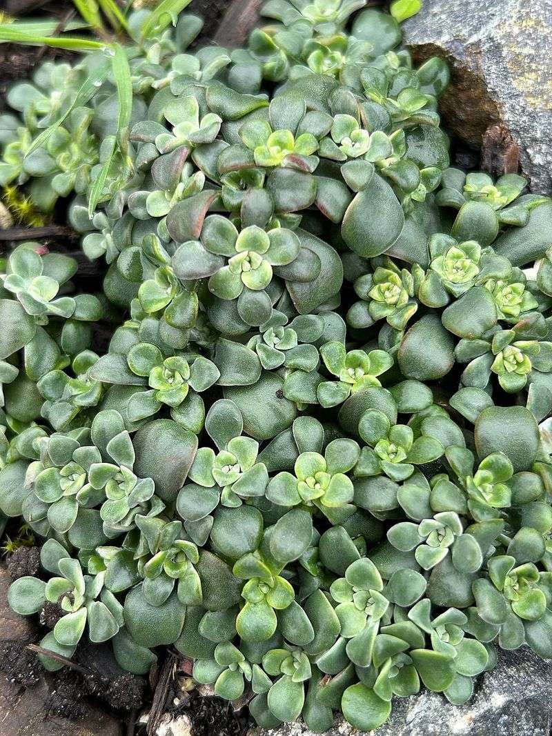 Stonecrop