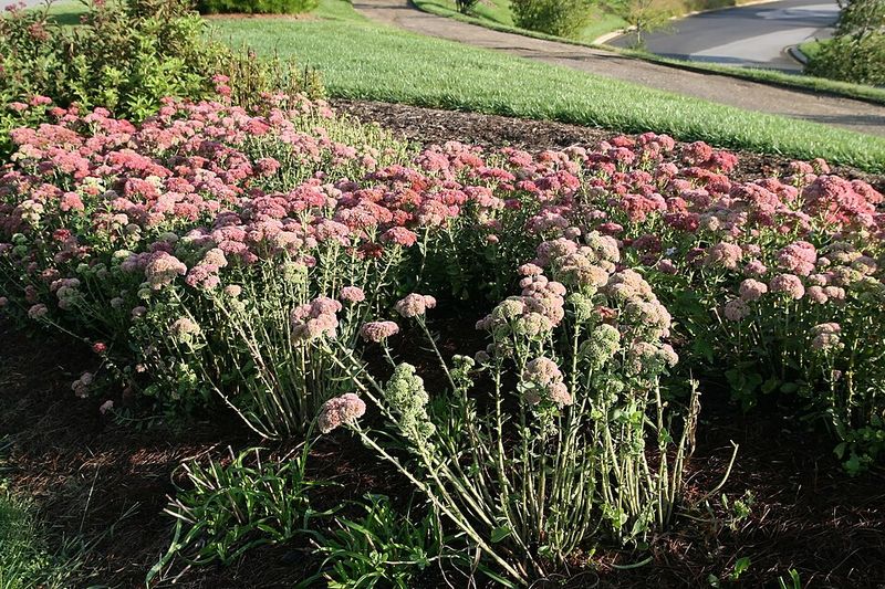Autumn Joy Sedum