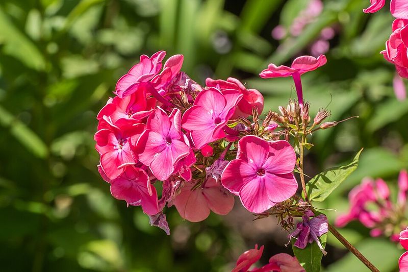 Garden Phlox