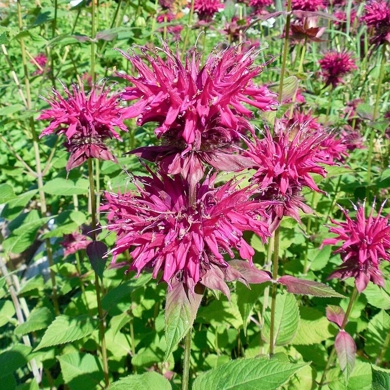 Bee Balm