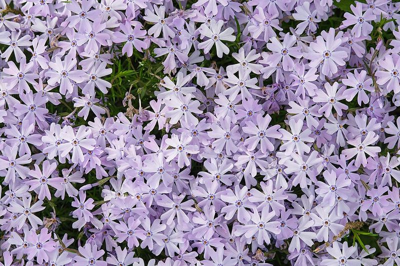 Creeping Phlox