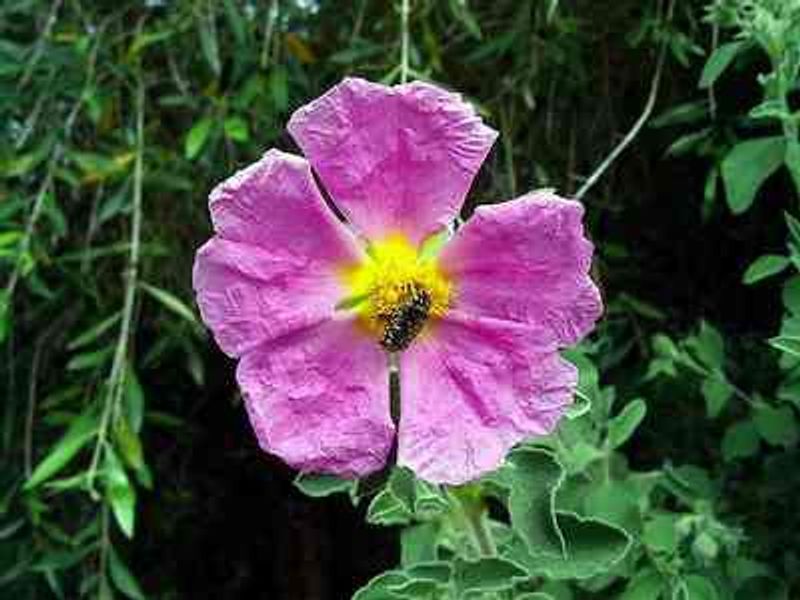 Rock Rose