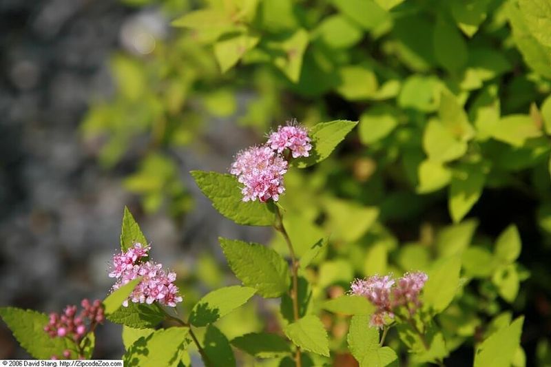 Goldmound Spirea