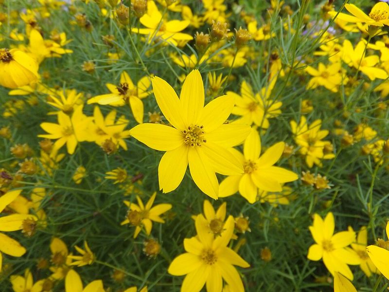Threadleaf Coreopsis