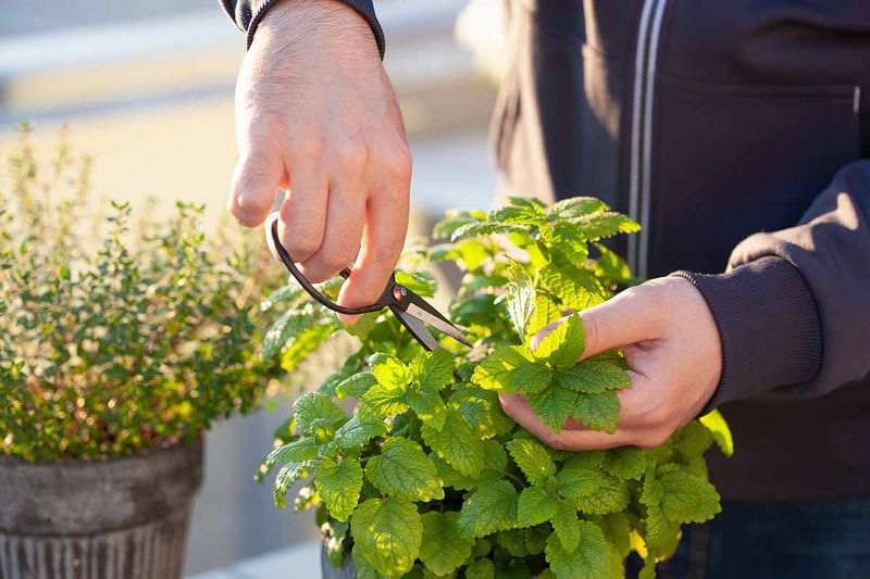 Lemon Balm