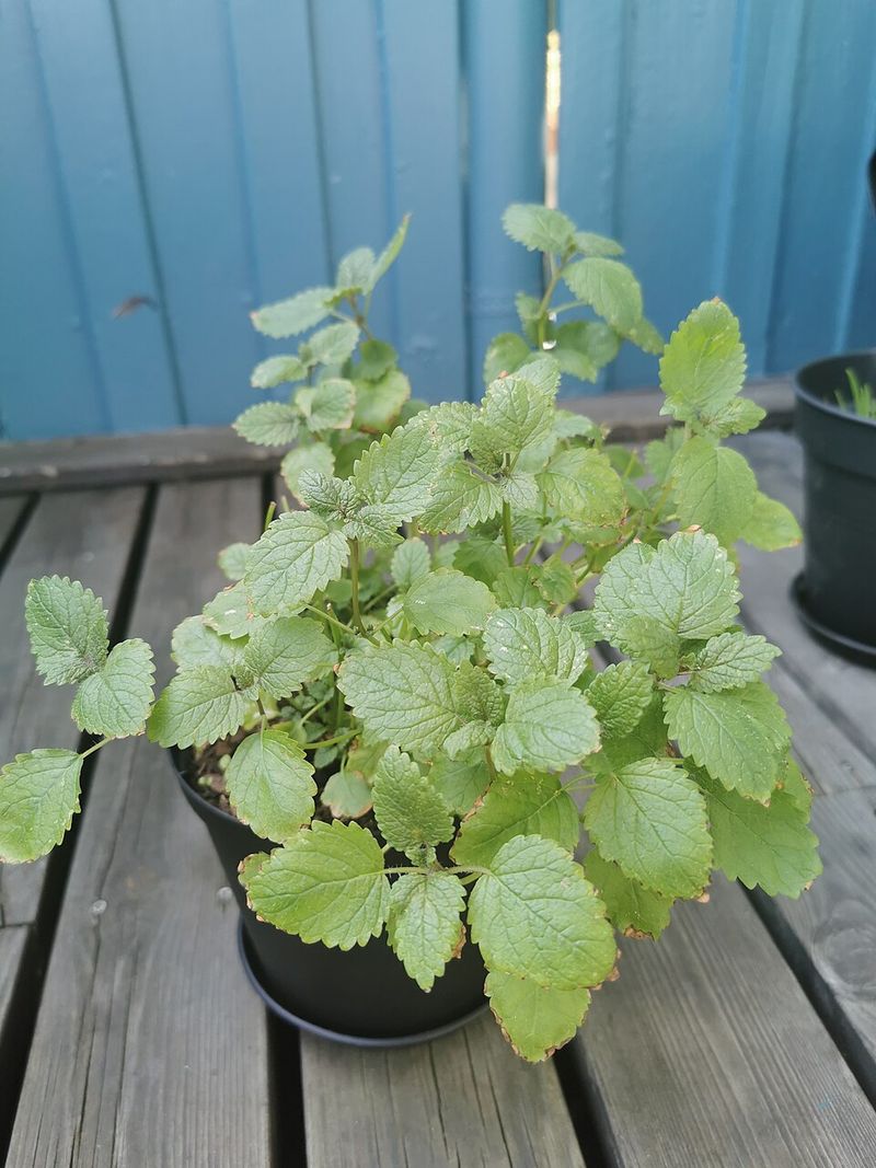 Lemon Balm