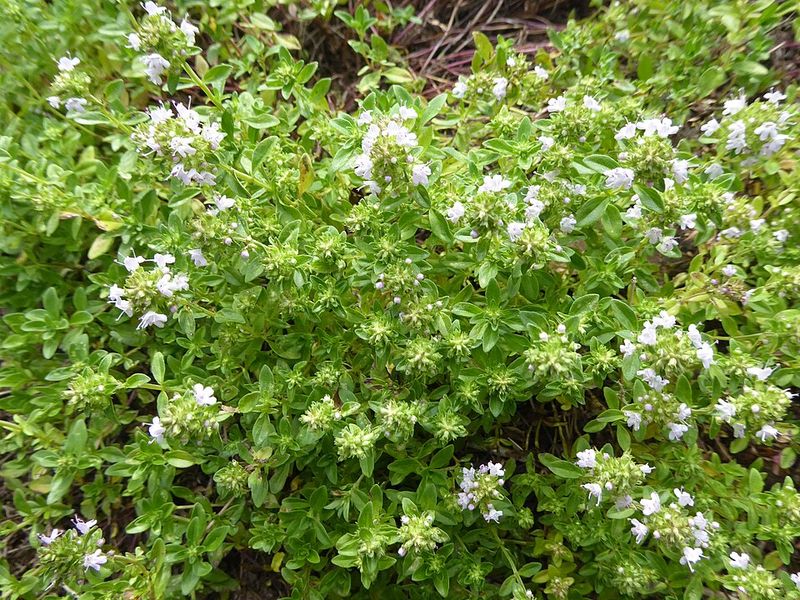 Lavender and Thyme