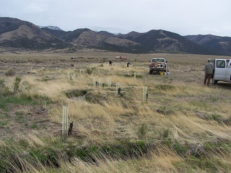Native shrubs recover better after weather extremes